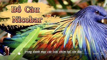 Bồ Câu Nicobar - các giống bồ câu đắc nhất thế giới