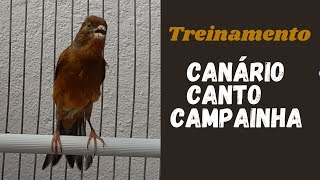 Canário Belga CAMPAINHA , canto Para  Treinar filhotes / Belgian Canary Sing bell