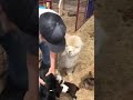 Baby Goats Line Up to get Hugs From Man - 1031541