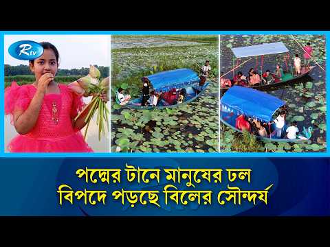 নৌকা চলেছে হাজারো পদ্মের মাঝ দিয়ে! | Lotus Pond | Nature Beauty | Rtv