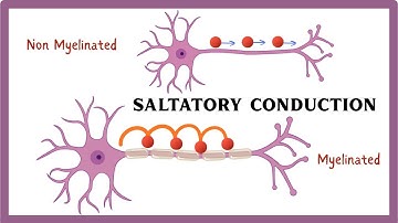 How Myelin Sheath Makes Neurons Faster (animation)