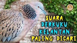 Download Lagu TEKUKUR KELANTAN GACOR SUARA TEBAL \u0026 JERNIH SEKALI PALING COCOK BUAT PANCINGAN ‼️ MP3