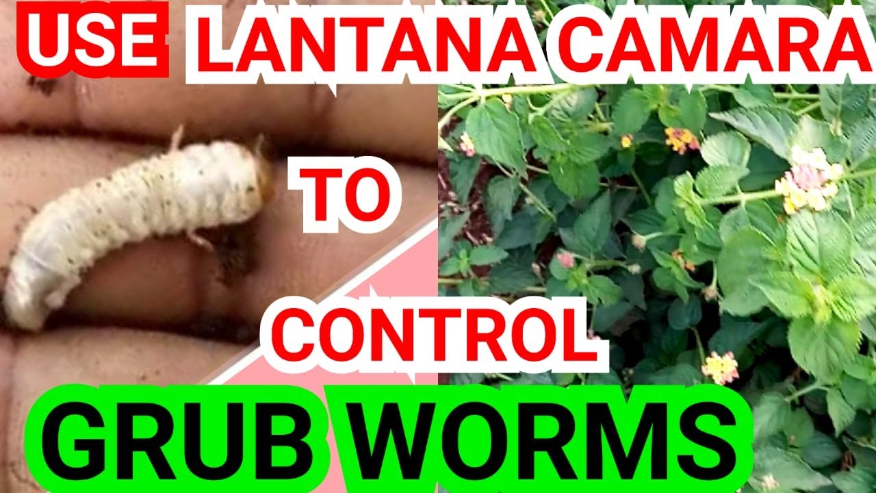 How to control Grub Worms in strawberries using Lantana camara plant