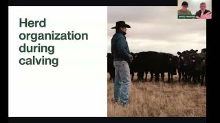 Managing calving season with Halter