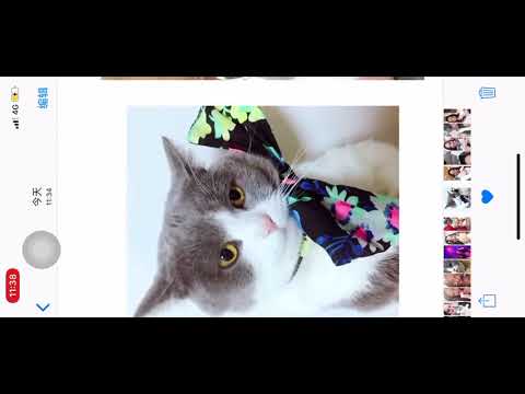 做我的猫啊！