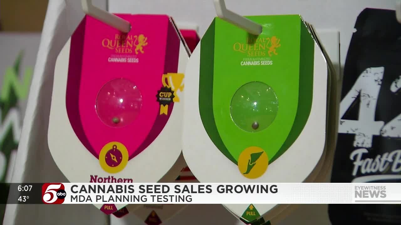 Cannabis seeds growing new green industry in Minnesota