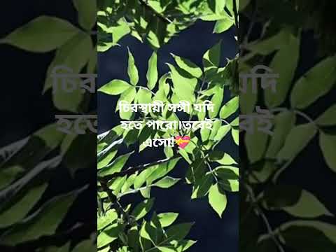 চিরস্থায়ী সঙ্গী যদি হতে পারো।তবেই এসো!💝#viralvideo#foryou৳