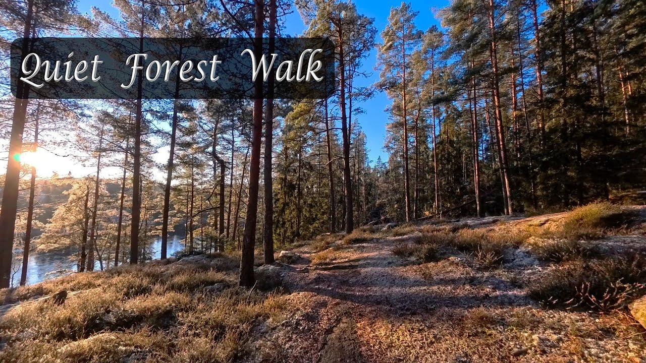 Quiet Raw Forest Walk in the Morning.