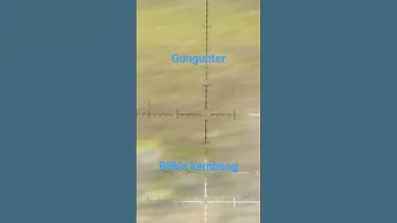 burung belibis #videoshort #youtubeshorts #berburuburungsawah