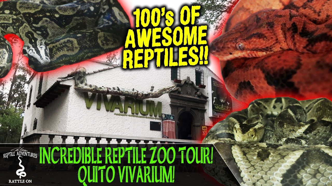 INCREDIBLE REPTILE ZOO TOUR AT THE QUITO VIVARIUM! ADVENTURES IN