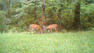 Velvet Bucks working a bowl under a Bag R Buck Deer attractant