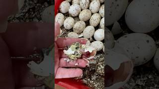 Baby turtle hatching 🐢❤️ #turtle #animals