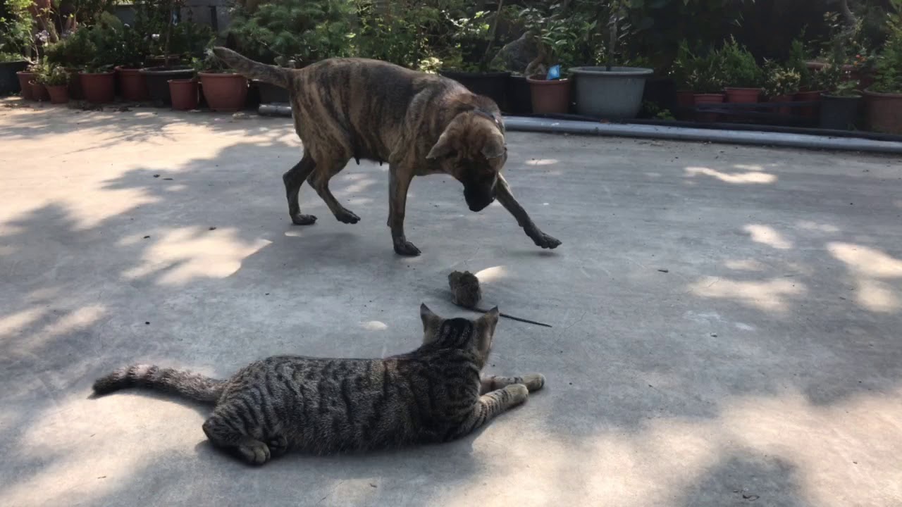 狗抓老鼠 貓當觀眾 dog catch the mouse YouTube