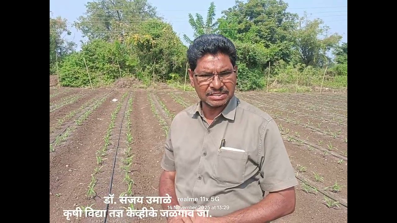 रब्बी मका लागवड तंत्रज्ञान