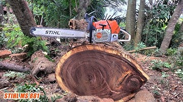Cutting down the tamarind tree with a Jonsered chainsaw, STIHL MS 381&881