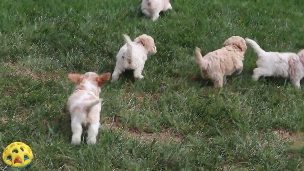 Cavapoo Puppies For Sale
