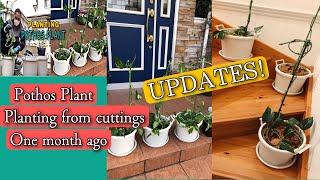 POTHOS PLANT PLANTING FROM STEM CUTTINGS ONE MONTH AGO UPDATES | PINAY JAPAN LIFE