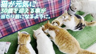 健康的で食いつき最高な猫用フードを試してみました【tama ボナペティ】