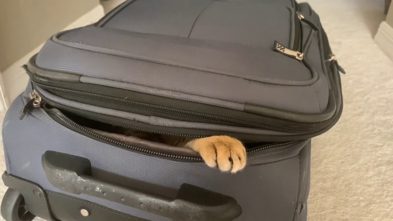 Luggage Cat Attack YouTube