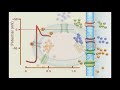 Myocardial Action Potential: animation video