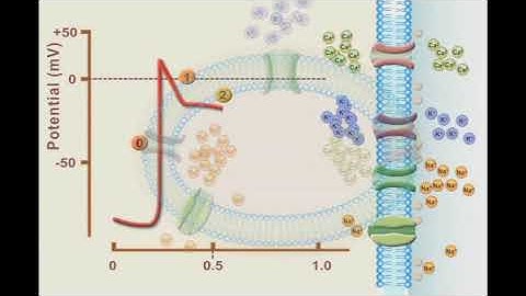 Myocardial Action Potential: animation video