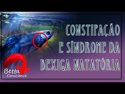 Vídeo: Transtorno de bexiga de natação: como saber se seu peixe de estimação flutuante está morto