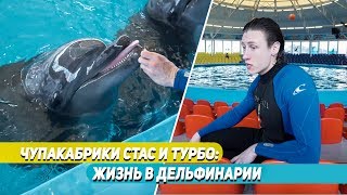 Чупакабрики Стас и Турбо: жизнь в дельфинарии