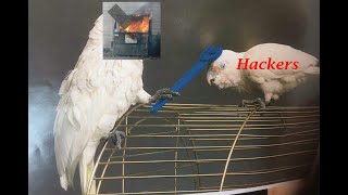 How to Build Javascript Password Generator (No-To-Pro #3)