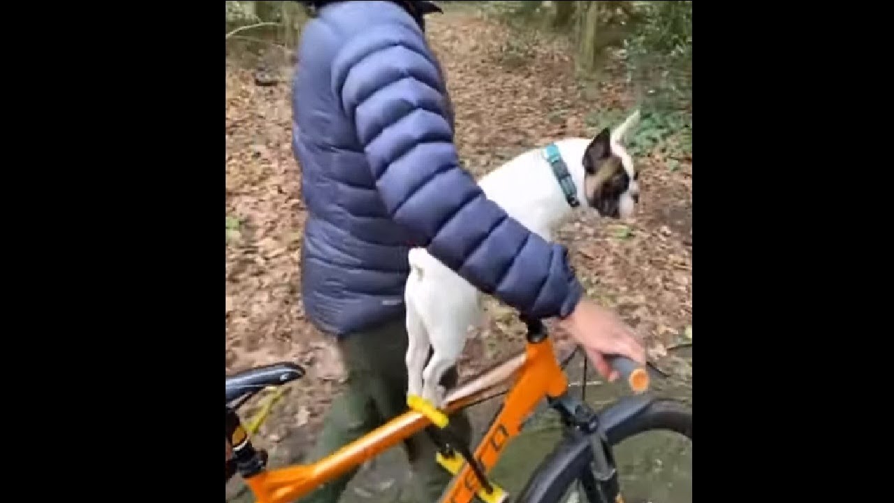 French Bulldog Puppy Enjoying A Bike Ride YouTube