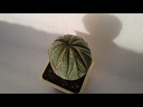 Видео: Euphorbia затлъстяване (16 снимки): описание и грижа за Euphorbia Obesa у дома