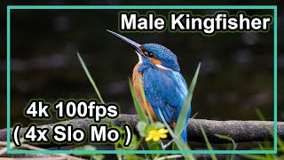 Male Kingfisher - 4x Slow Motion in 4k ( 100 fps using Canon R5 ) by Darrell Towler 140 views 1 year ago 4 minutes, 44 seconds