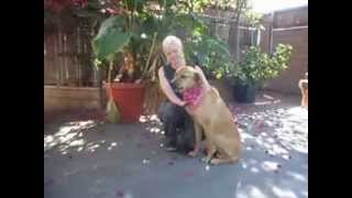 Beautiful blonde Labrador / Shepherd / Sharpei mix girl professionally trained needs home