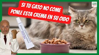 WHY DOES MY CAT NOT WANT TO EAT?  WHAT CAN I DO?  HOW TO MAKE MY CAT EAT WITH MIRTAZAPINE