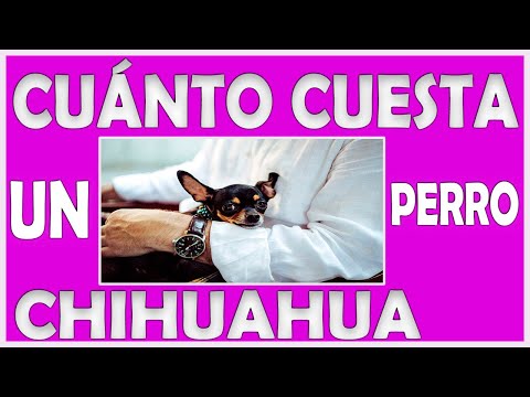 ¿Cuánto cuesta un chihuahua? 29