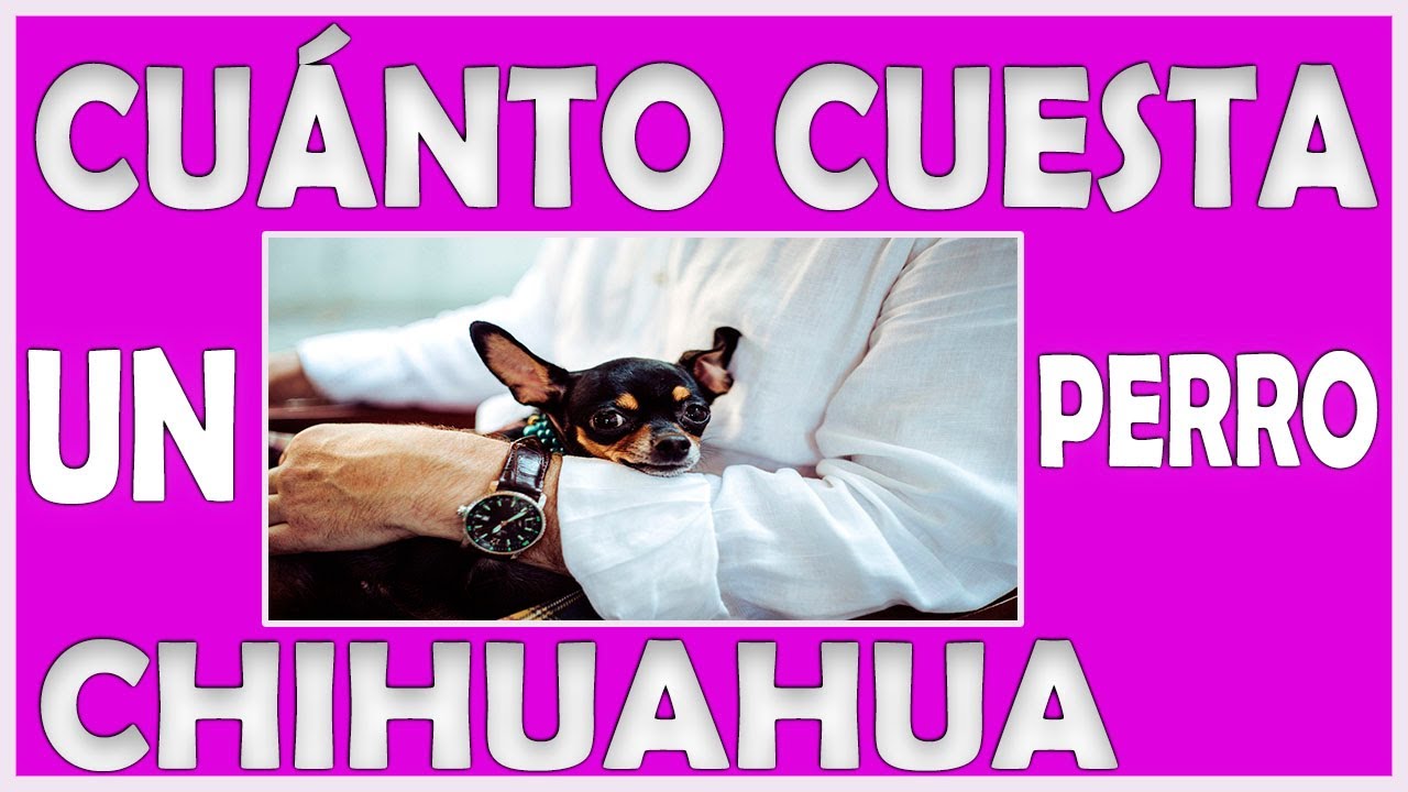 Cuanto cuesta un perro pequeño