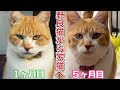 【野良猫から完全家猫へ】５ヶ月間の記録〜総まとめ｜【From a stray cat to a fully domesticated cat】5 month record - summary