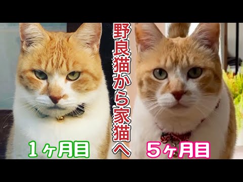 元野良猫チャチャとR me