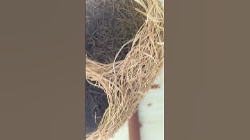 Engineer bird nest:: a short video