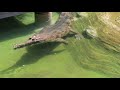 Tomistoma Feeding at LA Zoo