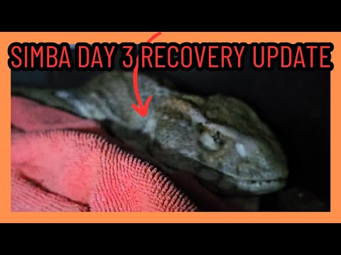 Savannah Monitor Emergency Surgery Recovery Day 3 Update | Lizard Reptile |