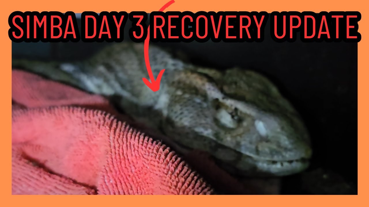 SAVANNAH MONITOR EMERGENCY SURGERY RECOVERY DAY 3 UPDATE | LIZARD ...