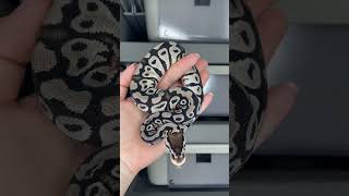 Pastel VPI Axanthic het Clown #ballpythonbreeder #ballpython #ballpythonmorph #axanthic #snake