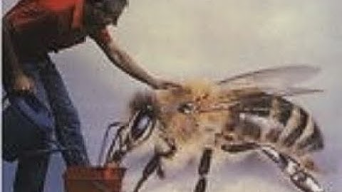 bees killing Varroa mites - Varroa resistant bees