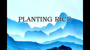 Planting Rice - Classic Nursery Rhymes