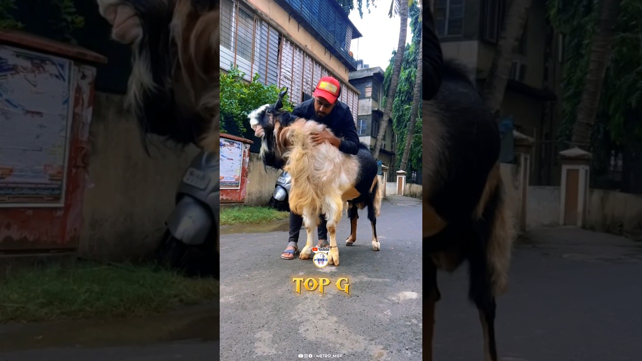 TOP G of India by FHS & ASB Goats 🔥 