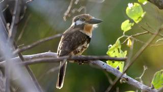 Russet-throated Puffbird Sound