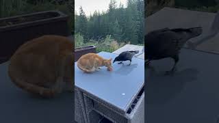 Crow Steals Kitty's Meal || ViralHog