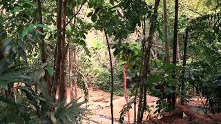 Pemandangan di Hutan (Forest View)
