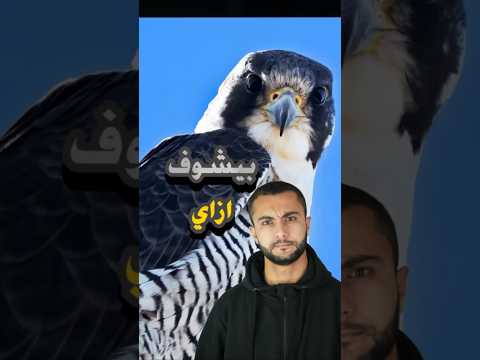 إزاي بيشوف صقر الشاهين فريسته من 3 كيلو فوق السما