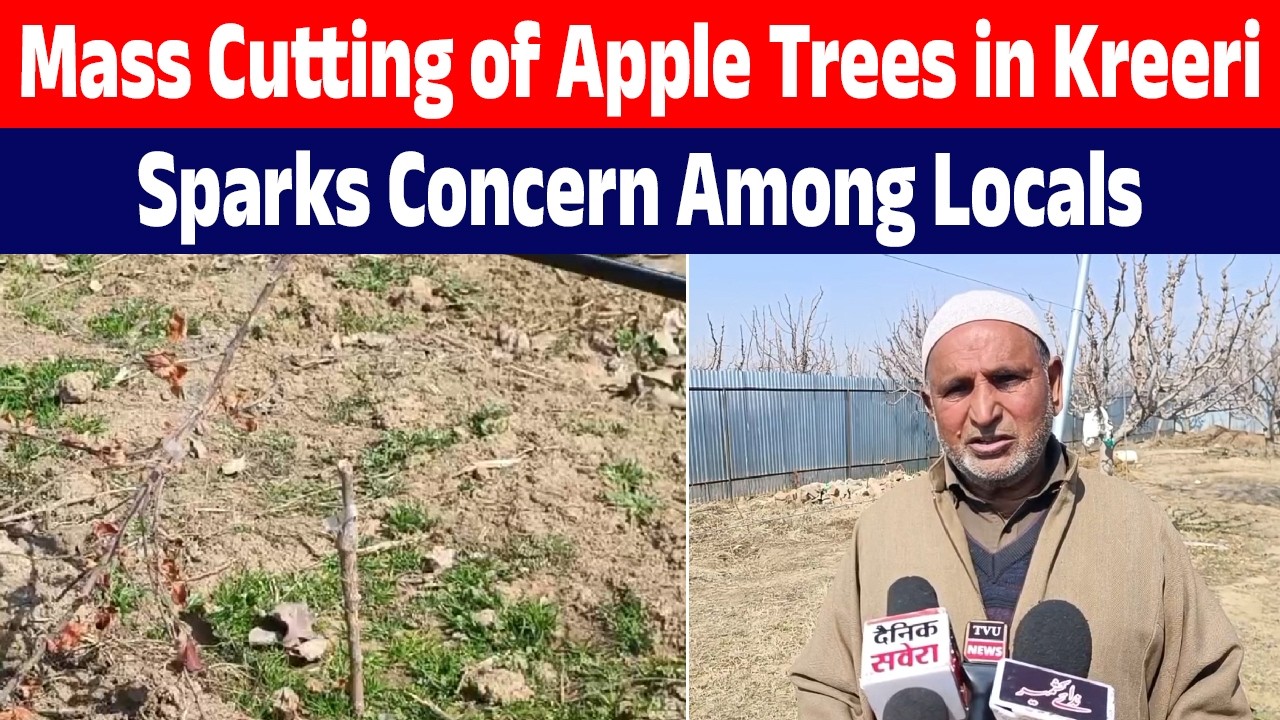 Around 100 High-Density Apple Trees Cut Down Overnight in Kreeri’s Saloosa Area